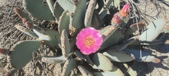 Opuntia basilaris basilaris