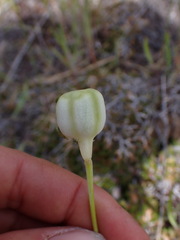 Fritillaria pudica