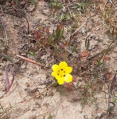Sisyrinchium graminifolium