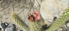 Cylindropuntia wolfii