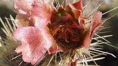 Cylindropuntia wolfii