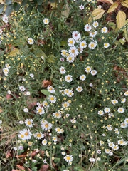 Symphyotrichum ericoides ericoides