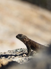 Sceloporus orcutti