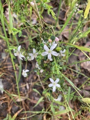 Philotheca verrucosa