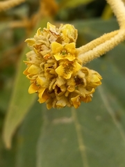 Buddleja domingensis