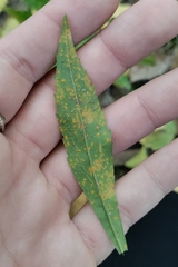 Coleosporium