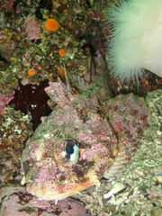 Hemilepidotus hemilepidotus