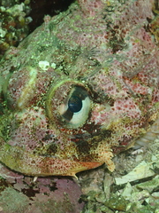 Hemilepidotus hemilepidotus