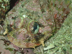 Hemilepidotus hemilepidotus