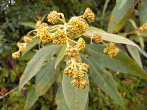 Hispaniolan Butterfly Bush (Buddleja domingensis)