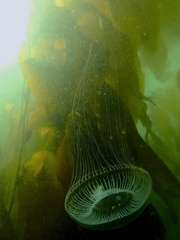 Aequorea victoria