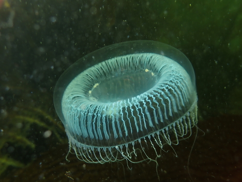 Victoria's Crystal Jelly, photo 2 of 9