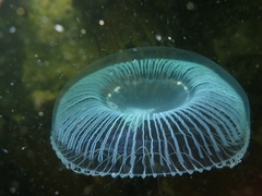 Aequorea victoria
