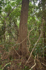 Terminalia microcarpa