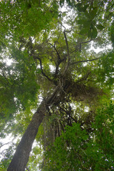 Terminalia microcarpa