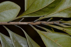 Terminalia microcarpa