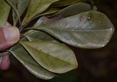 Terminalia microcarpa
