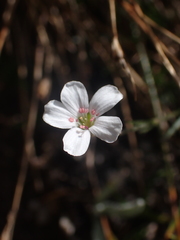 Eremogone capillaris