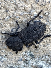 Phloeodes diabolicus