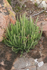 Dudleya edulis
