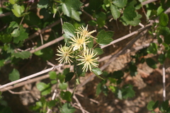 Clematis pauciflora
