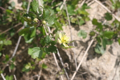 Clematis pauciflora