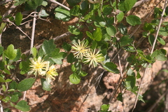 Clematis pauciflora