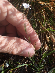 Eremogone capillaris