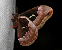 Callosamia angulifera