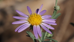 Dieteria asteroides asteroides