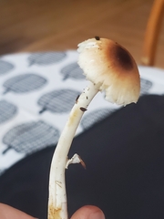 Lepiota rubrotinctoides