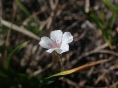 Eremogone capillaris