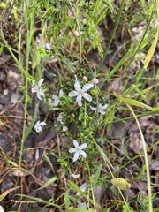 Philotheca verrucosa