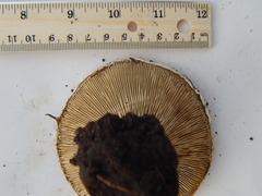 Russula brevipes acrior