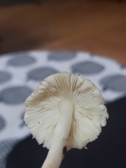 Lepiota rubrotinctoides