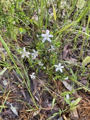 Philotheca verrucosa