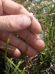 Eremogone capillaris