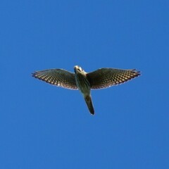 Falco sparverius sparverius