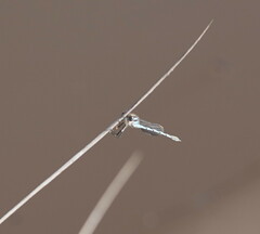 Austrolestes annulosus