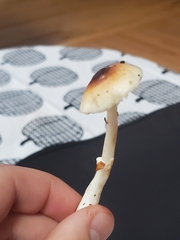 Lepiota rubrotinctoides