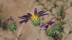 Dieteria asteroides asteroides