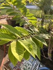 Annona