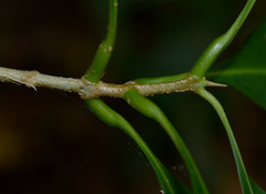 Chionanthus ramiflorus