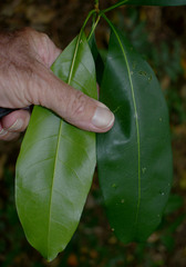 Chionanthus ramiflorus