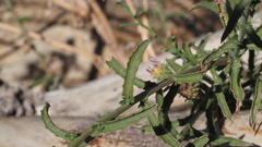 Dieteria asteroides asteroides
