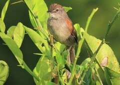 Synallaxis albescens