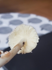 Lepiota rubrotinctoides