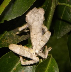 Osteocephalus oophagus