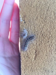 Paracles deserticola