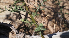 Dieteria asteroides asteroides